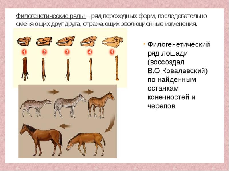 Какая группа доказательств эволюции живой природы изображена на рисунке палеонтологические