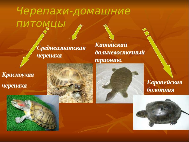 Проект домашний питомец 1 класс черепаха проект домашний питомец