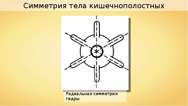 Радиальная симметрия. Лучевая симметрия гидры. Радиальная симметрия тела у кишечнополостных. Тип Кишечнополостные.радиальная симметрия. Тип симметрии гидры.