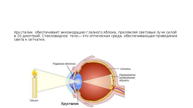 Последовательность прохождения луча света в глазном. Преломляющие среды глазного яблока анатомия. Аккомодация глазного яблока. Хрусталик глазного яблока. Механизм аккомодации хрусталика.