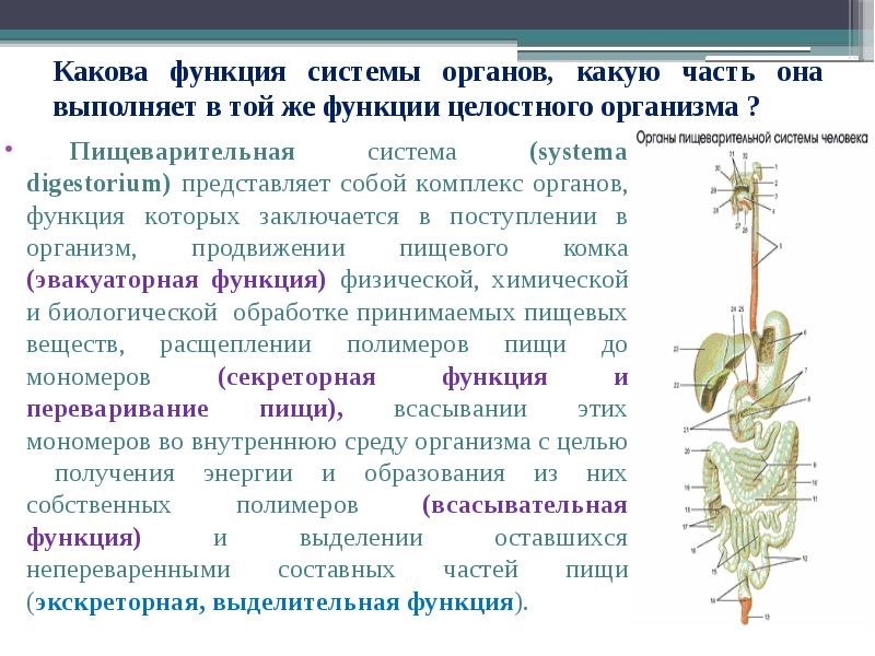 Какую функцию в организме человека выполняет изображенный на рисунке орган какие части этого органа