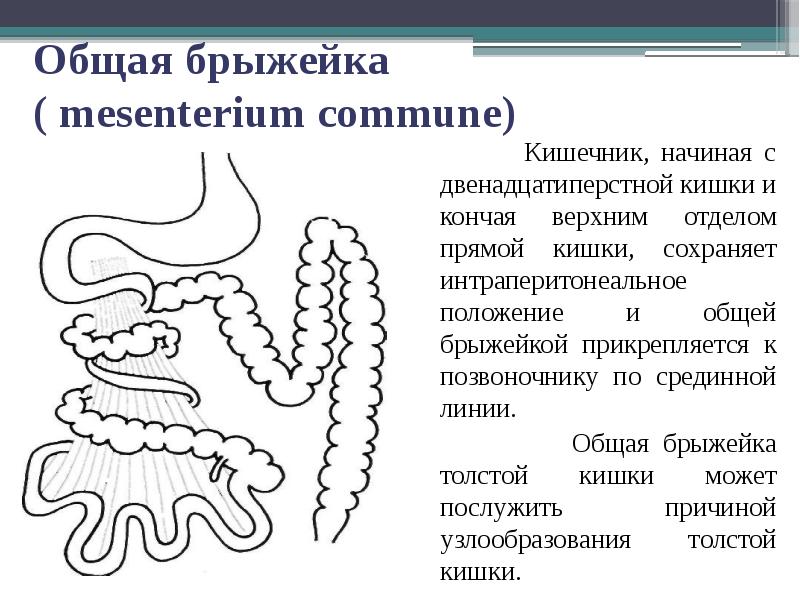 Брыжейка тонкой кишки где находится у человека фото