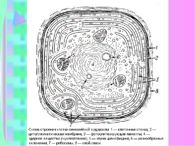 Схема строения клетки водоросли