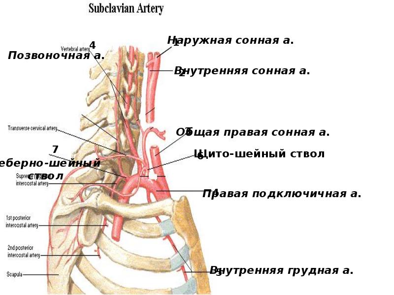 Устье правой подключичной артерии схема