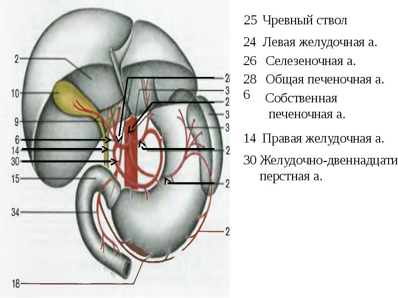 Чревный ствол анатомия схема