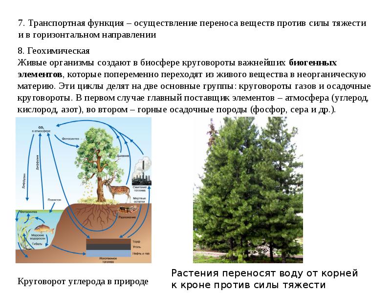 Примеры газовой функции живого вещества