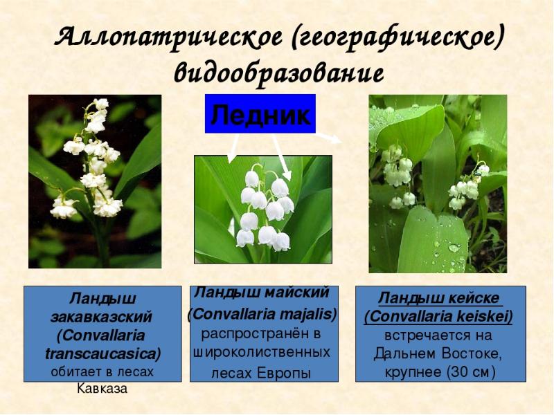 Аллопатрическая изоляция. Аллопатрическое видообразование ландыша. Географическое видообразование.