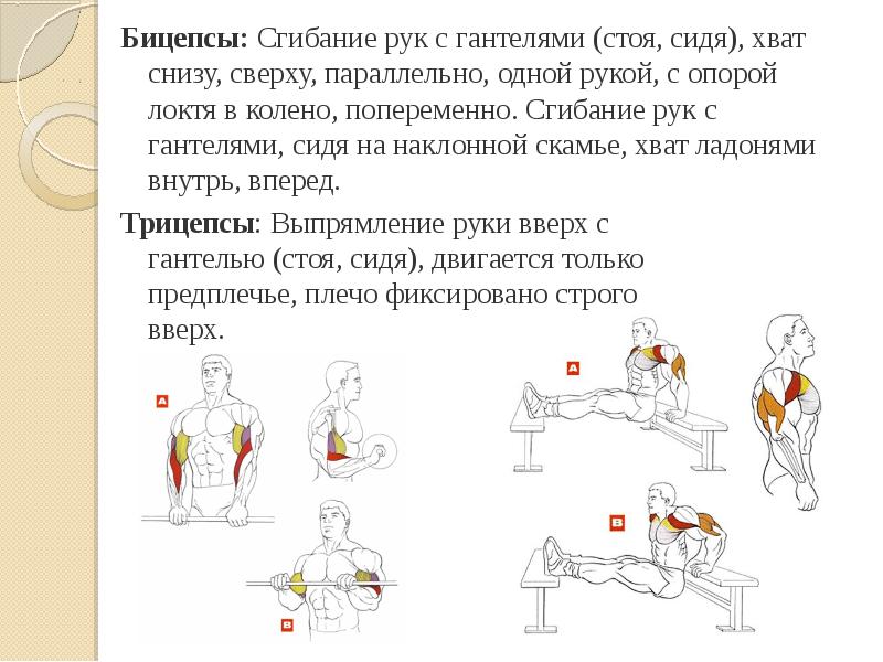 Сгибание рук. Сгибания рук с гантелями сидя/стоя. Сгибания рук с гантелями стоя, хват снизу. Сгибание рук с гантелями сидя. Сгибание рук с гантелями стоя хват снизу сверху одной.