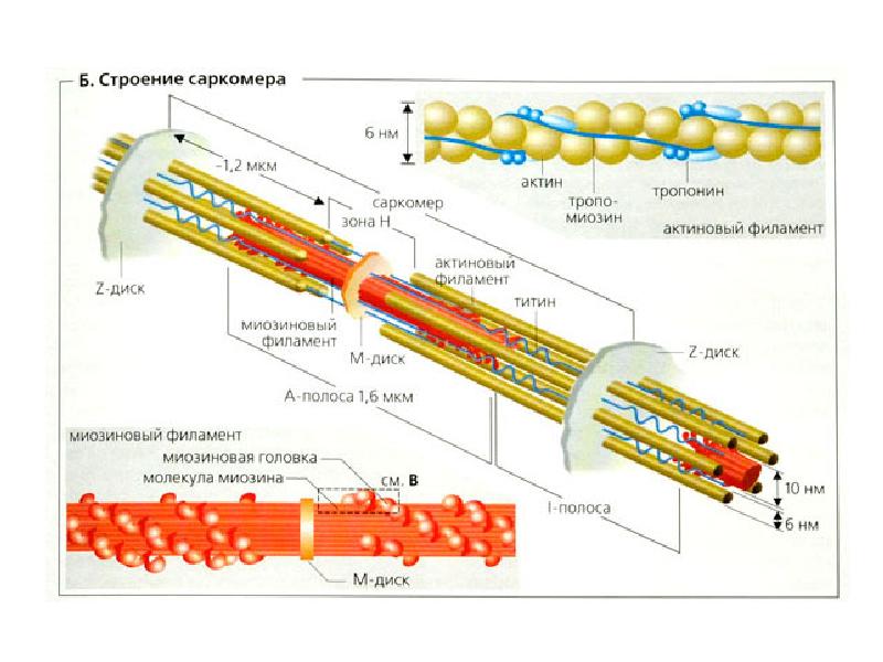 Актин и миозин рисунок