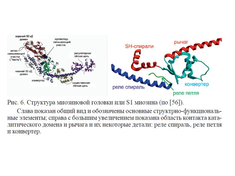 Синтез миозина. Строение миозина биохимия. Миозин структура белка. Миозин четвертичная структура. Строение миозина.