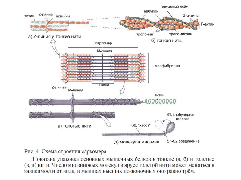 Обозначьте на диаграмме а актин и миозин