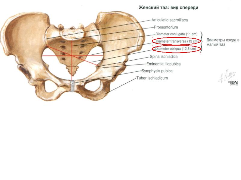 Особенности таза женщины. Кости таз топографическая анатомия. Большой таз и малый таз анатомия. Малый таз строение. Малый таз нижняя Апертура.