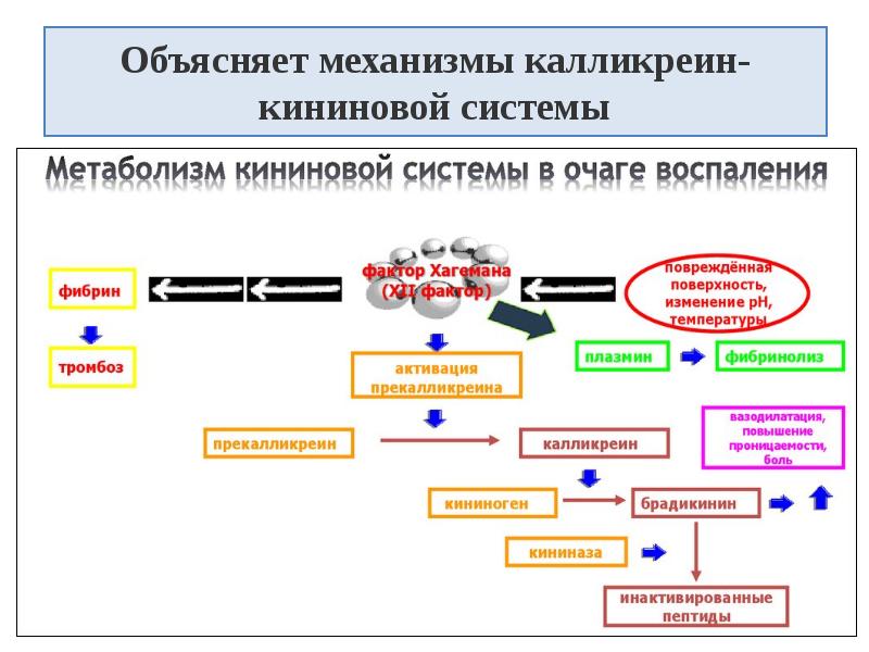 Калликреин кининовая система схема