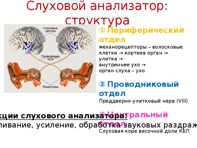 Отделы слухового анализатора. Периферический центр слухового анализатора. Звенья слухового анализатора. Рецепторы слухового анализатора. Схема периферического отдела слухового анализатора.