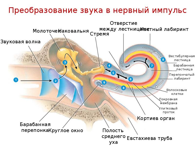 Ухо человека улавливает звук с частотой. Слуховой анализатор анализатор. Нервный Импульс в слуховом анализаторе. Слуховой анализатор улитка строение и функции. Анатомия звукового анализатора.