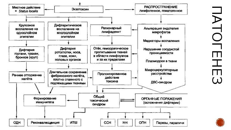 Патогенез дифтерии схема