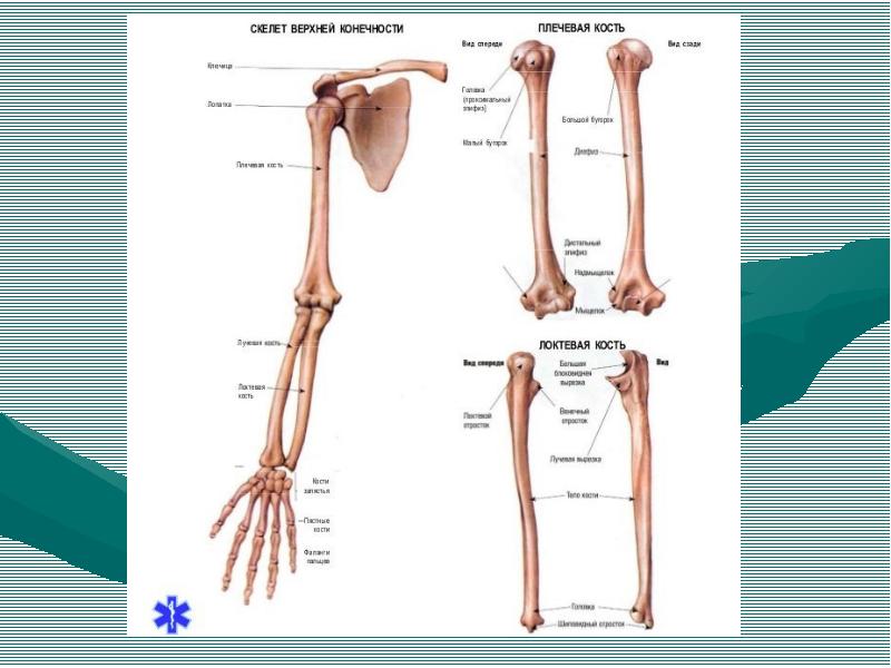 Скелет верхней конечности 2 отдела