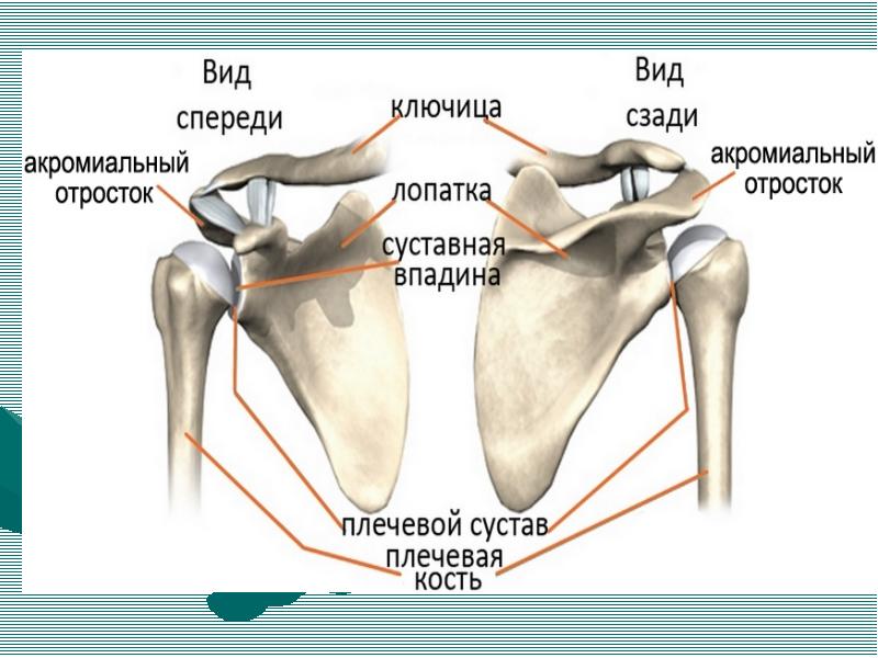 Верхние и нижние кости. Верхние и нижние конечности. Скелет верхних и нижних конечностей. Анатомо функциональные особенности скелета верхних конечностей. Верхние конечности и нижние конечности.