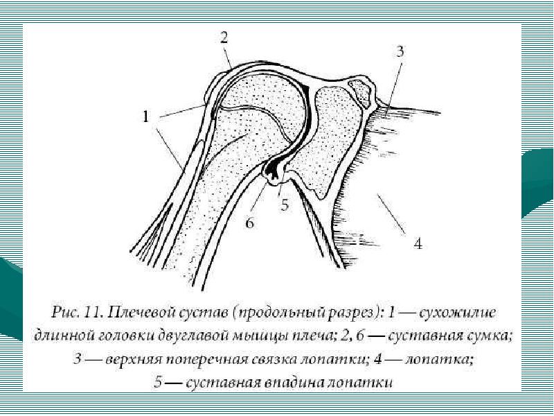 Сустав картинка с подписями