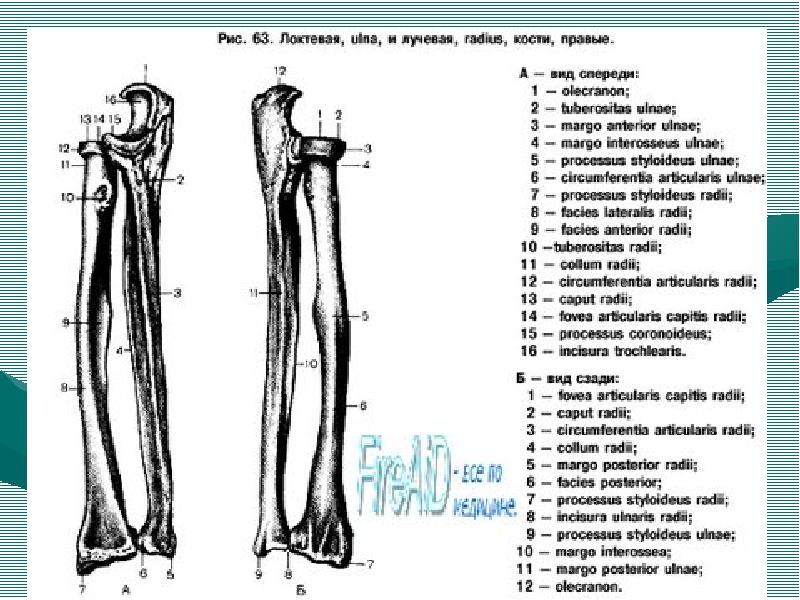 Лучевая кость рисунок