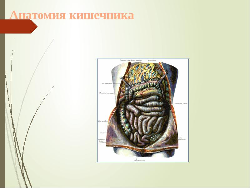 Анатомия кишечника Анатомия кишечника