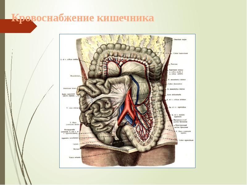 Кровоснабжение кишечника Кровоснабжение кишечника