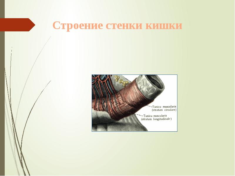Строение стенки кишки Строение стенки кишки