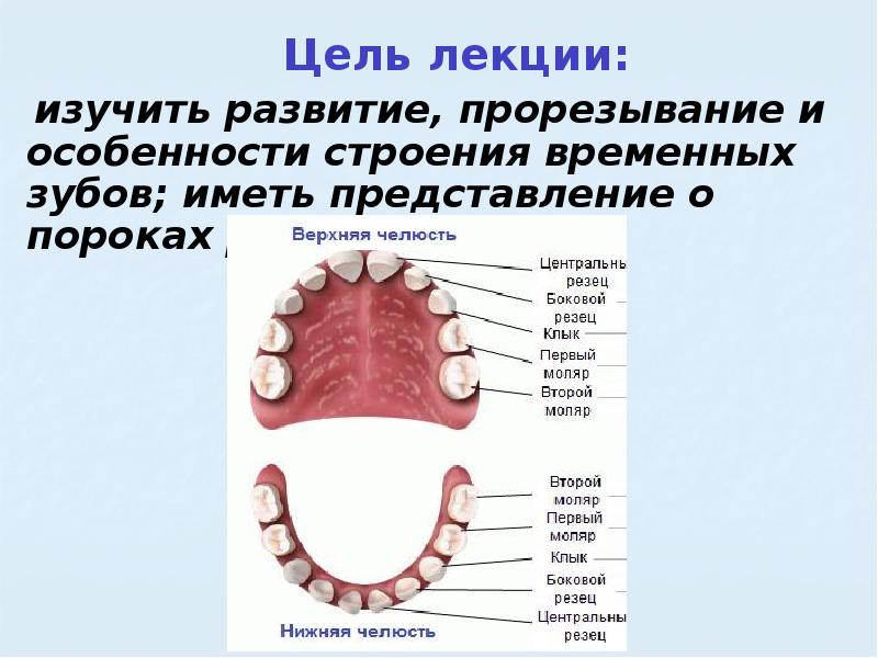 Резцы у детей где находятся фото