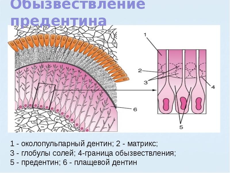 В чем особенность строения дентина какую. Гистологическое строение дентина. Строение дентина гистология. Околопульпарный дентин гистология. Гистология дентина зубов.