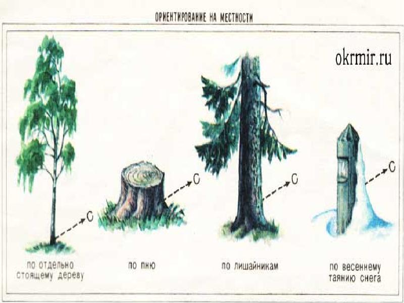 Ориентирование в лесу презентация