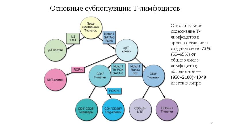 Основные субпопуляции Т-лимфоцитов Основные субпопуляции Т-лимфоцитов