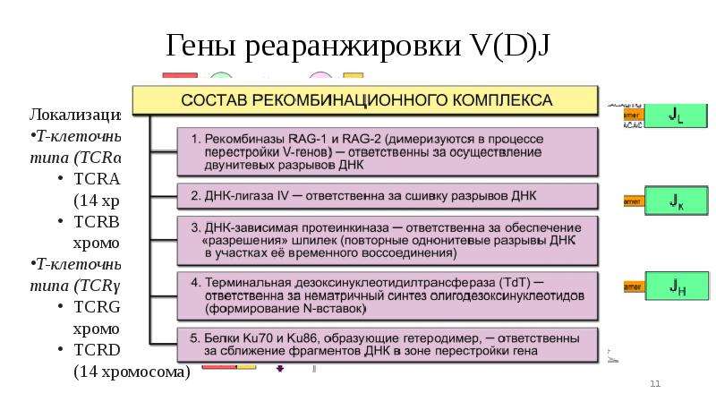 Гены реаранжировки V(D)J Гены реаранжировки V(D)J