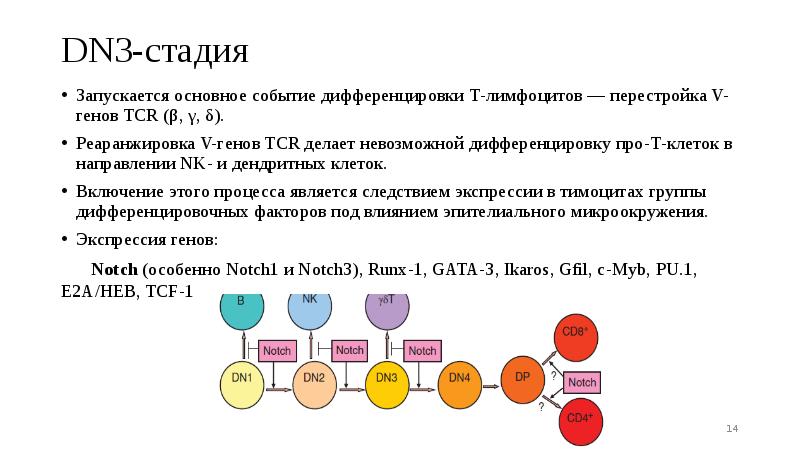 DN3-стадия
Запускается основное событие дифференцировки Т-лимфоцитов — перестройка V-генов TCR (β, DN3-стадия
Запускается основное событие дифференцировки Т-лимфоцитов — перестройка V-генов TCR (β,