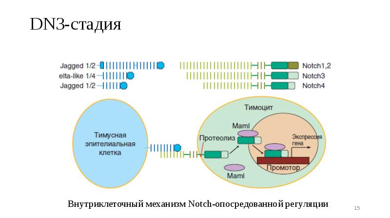 DN3-стадия DN3-стадия