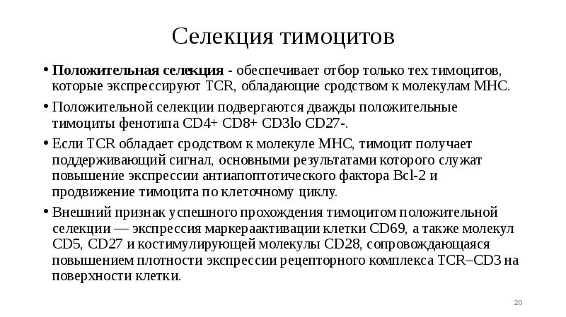 Селекция тимоцитов
Положительная селекция - обеспечивает отбор только тех тимоцитов, которые Селекция тимоцитов
Положительная селекция - обеспечивает отбор только тех тимоцитов, которые
