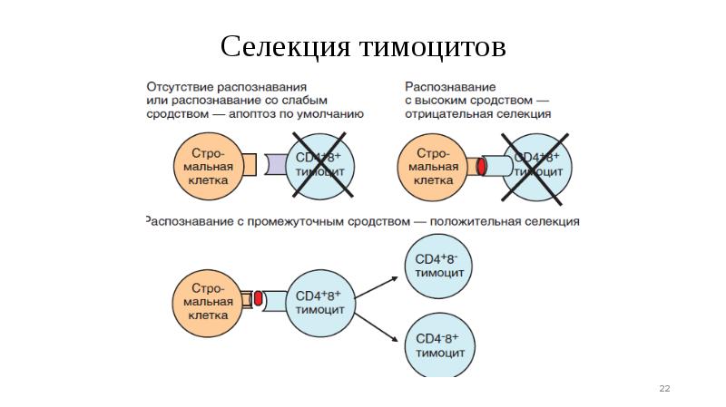 Селекция тимоцитов Селекция тимоцитов