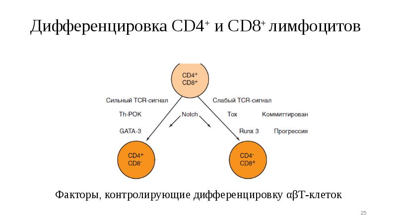 Дифференцировка CD4+ и CD8+ лимфоцитов Дифференцировка CD4+ и CD8+ лимфоцитов