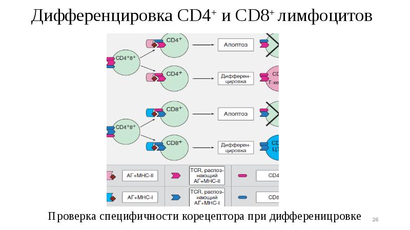 Дифференцировка CD4+ и CD8+ лимфоцитов Дифференцировка CD4+ и CD8+ лимфоцитов