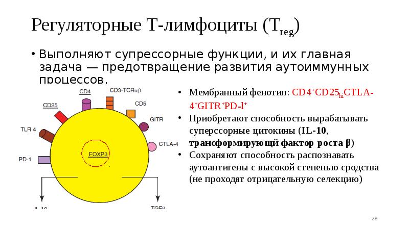 Регуляторные Т-лимфоциты (Treg)
Выполняют супрессорные функции, и их главная задача — Регуляторные Т-лимфоциты (Treg)
Выполняют супрессорные функции, и их главная задача —