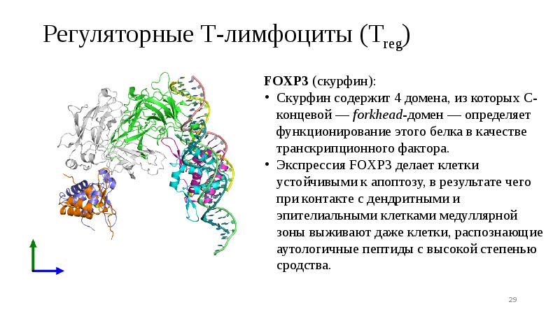 Регуляторные Т-лимфоциты (Treg) Регуляторные Т-лимфоциты (Treg)