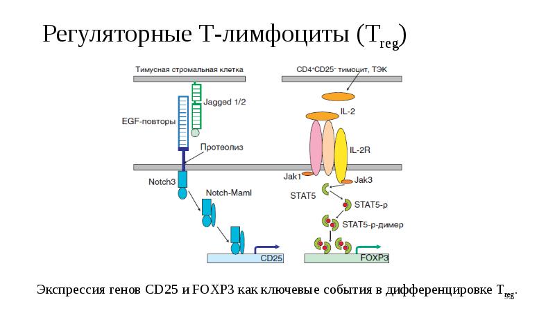 Регуляторные Т-лимфоциты (Treg) Регуляторные Т-лимфоциты (Treg)