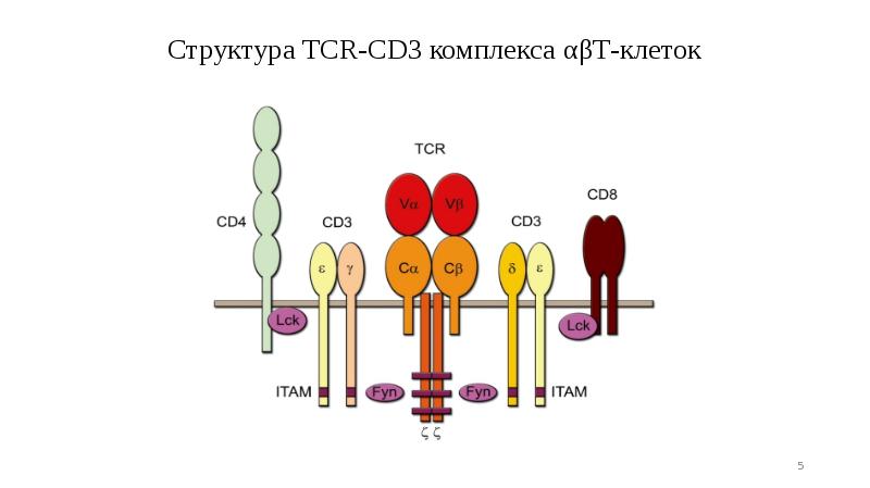 Структура TCR-CD3 комплекса αβТ-клеток Структура TCR-CD3 комплекса αβТ-клеток