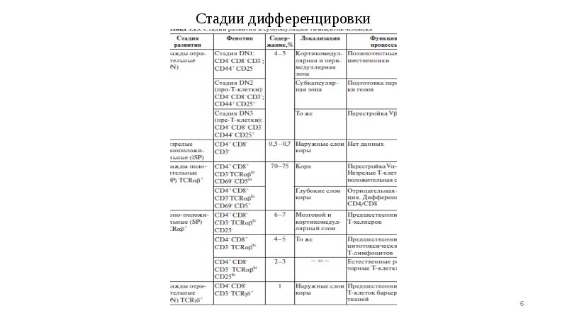 Стадии дифференцировки Стадии дифференцировки