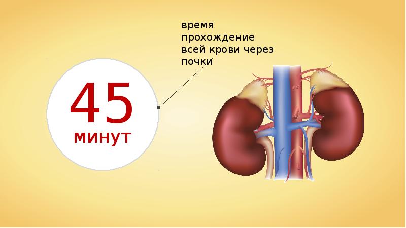 Заболевания органов мочевыделения презентация 8 класс пасечник