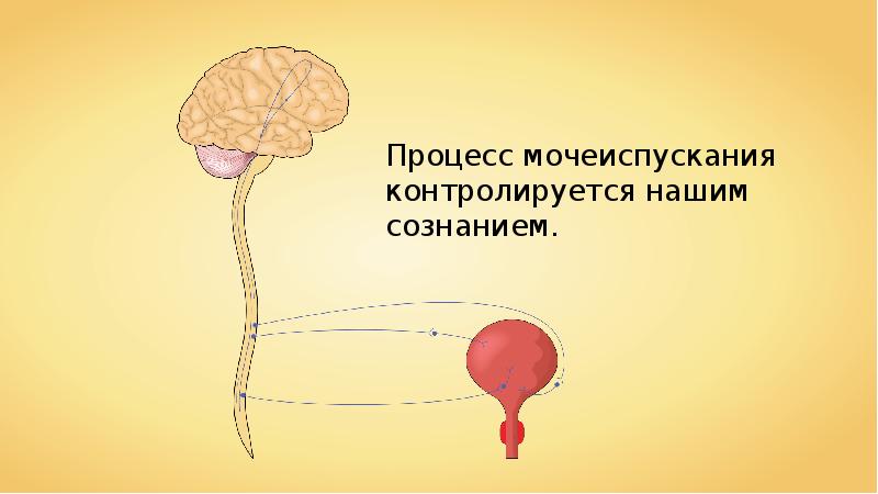 Организм условия. Работа эндокринной системы и её нарушения 8 класс презентация. Биология Пасечник 8 класс работа эндокринной системы и её нарушения.