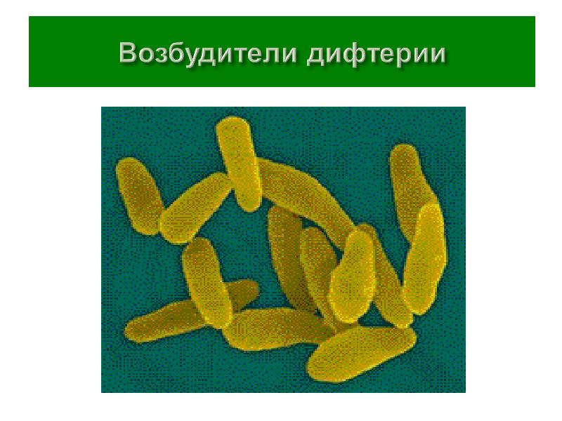 Профилактика дифтерии картинки