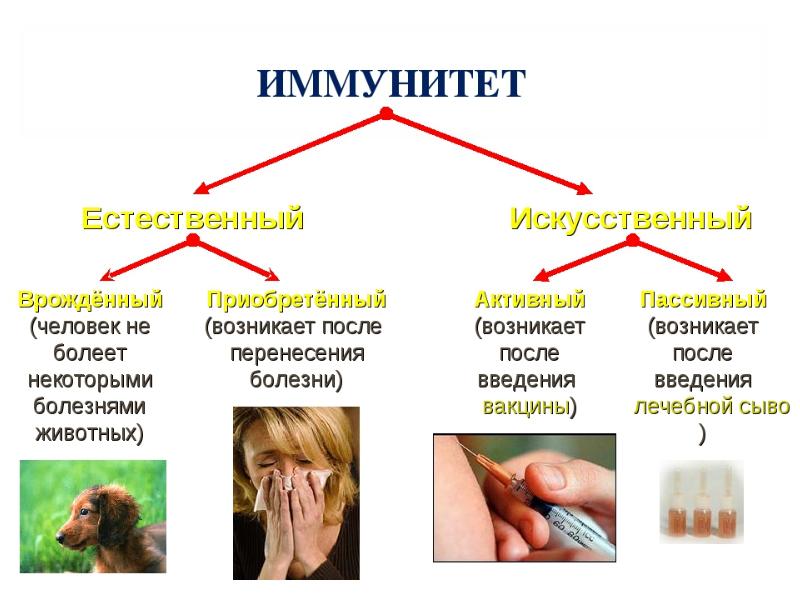 Приобретенный иммунитет презентация