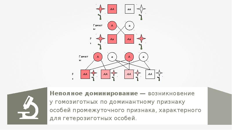 Схема гетерозиготной особи