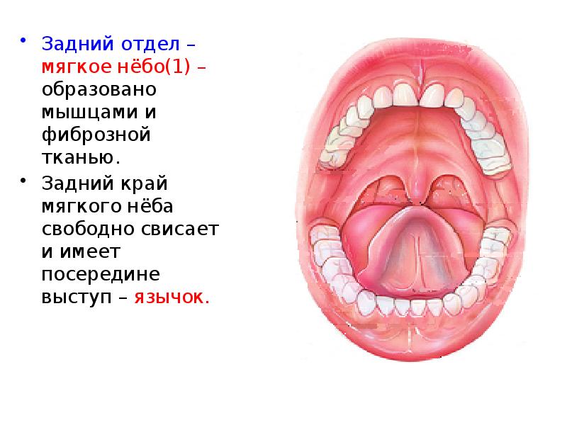 Мягкое небо. Язычок мягкого неба анатомия. Мягкое небо строение анатомия. Строение твердого и мягкого неба. Структура образующая мягкое небо.