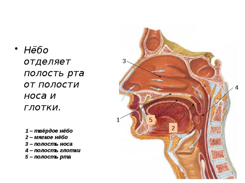 Строение ротовой полости человека и глотки фото и название